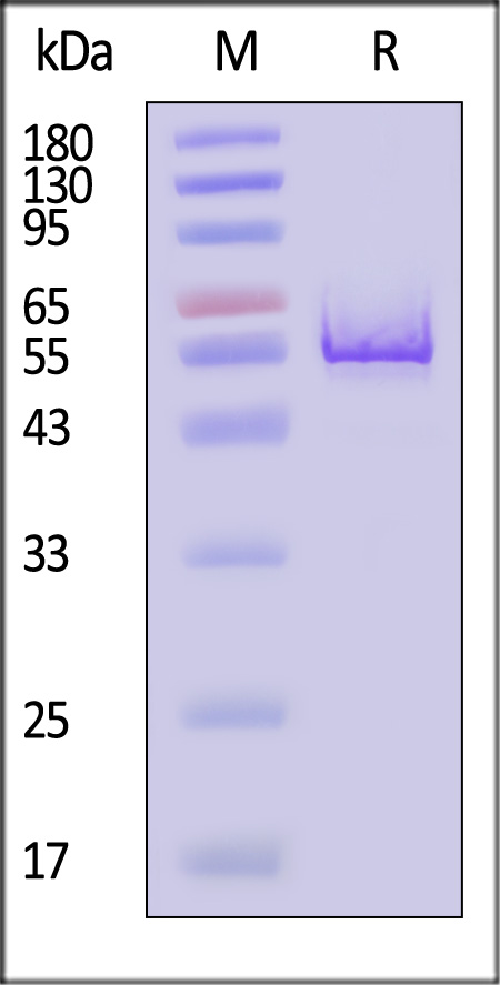 GFAP SDS-PAGE