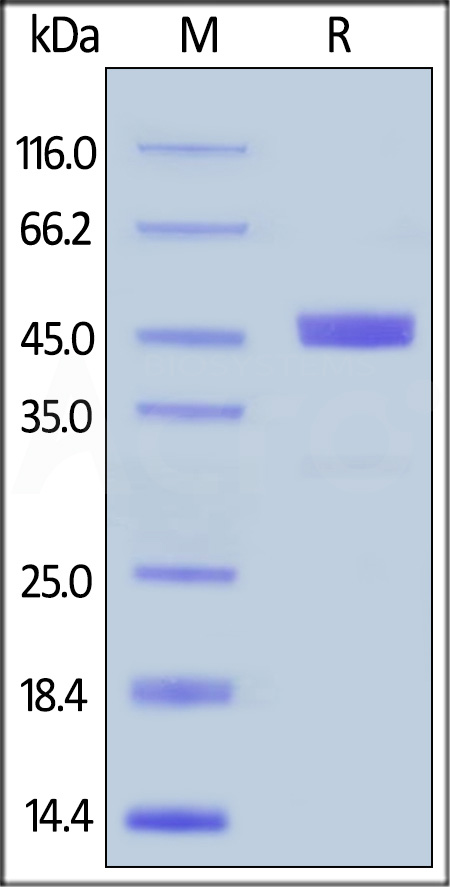 GIL-H526a-sds