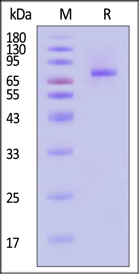 Glycoprotein B / gB SDS-PAGE