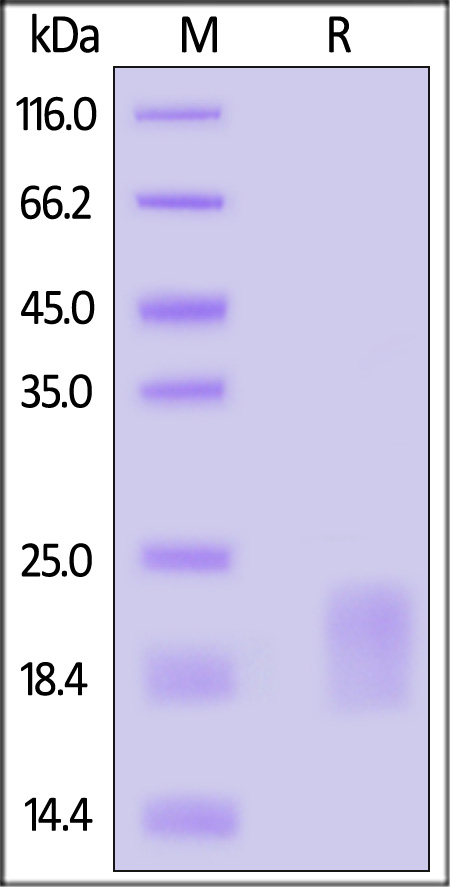 GM-CSF SDS-PAGE