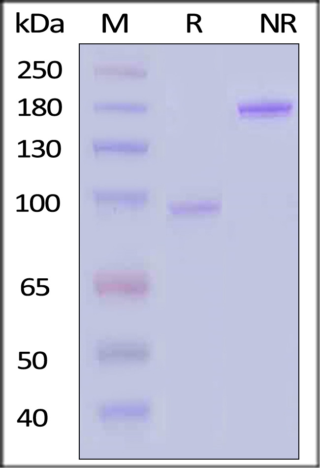 4-1BB Ligand SDS-PAGE