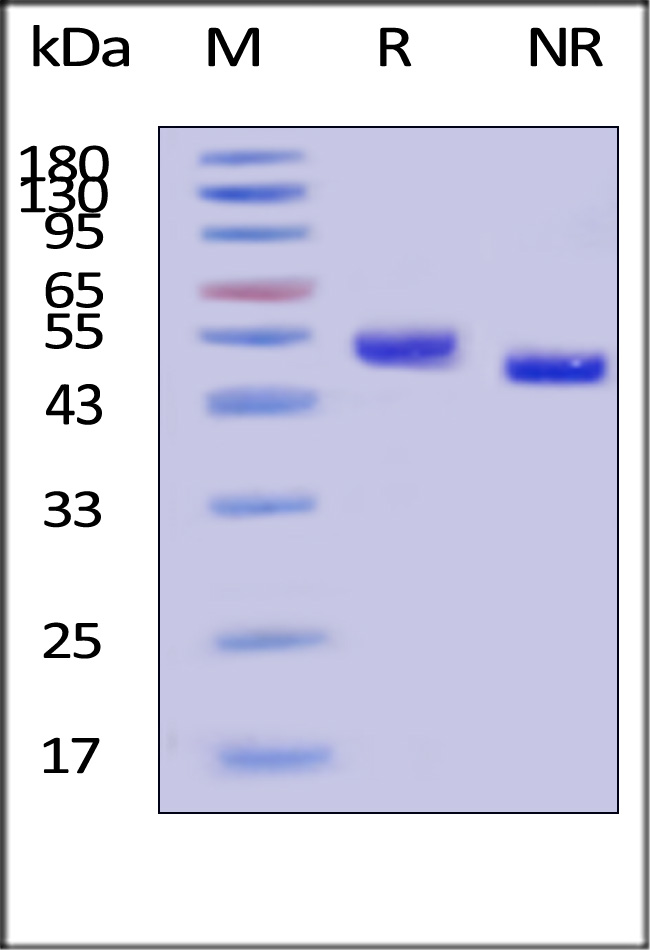 CD5 SDS-PAGE