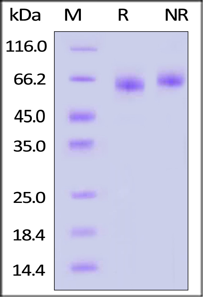 DLL4 SDS-PAGE