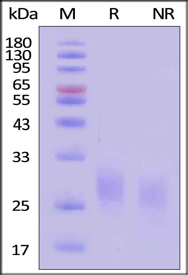 GMP-GMFH28-sds