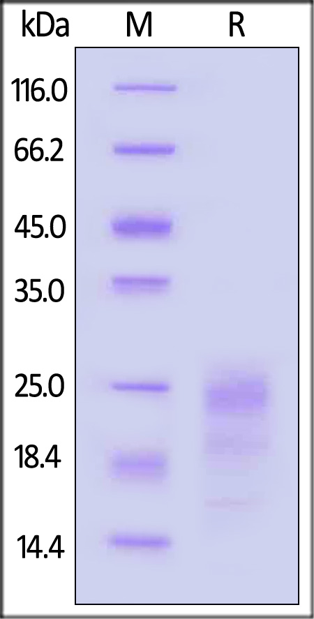 IFN-gamma SDS-PAGE