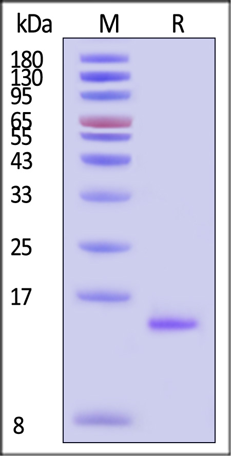 GMP-L02H14F002-sds