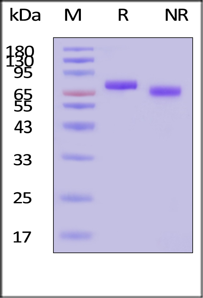 GMP-L12H23-sds