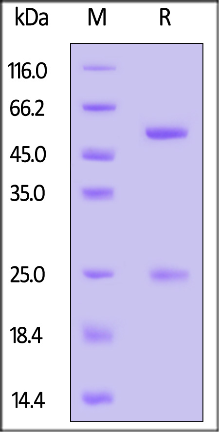 CD3 SDS-PAGE