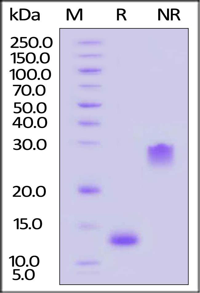 GMP-PDBH19-sds