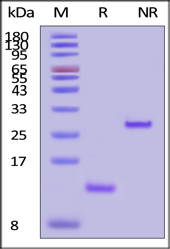 GMP-TG1H25-sds