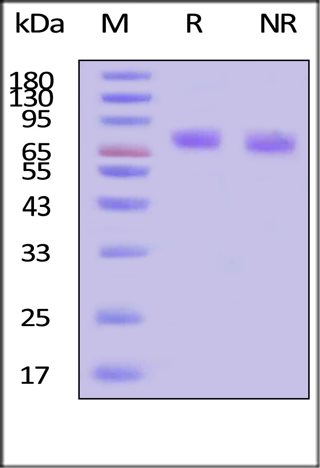 Thrombopoietin SDS-PAGE