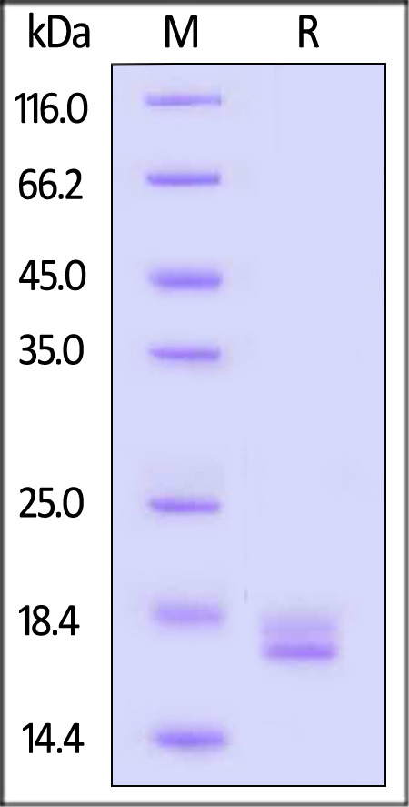 TNF-alpha SDS-PAGE