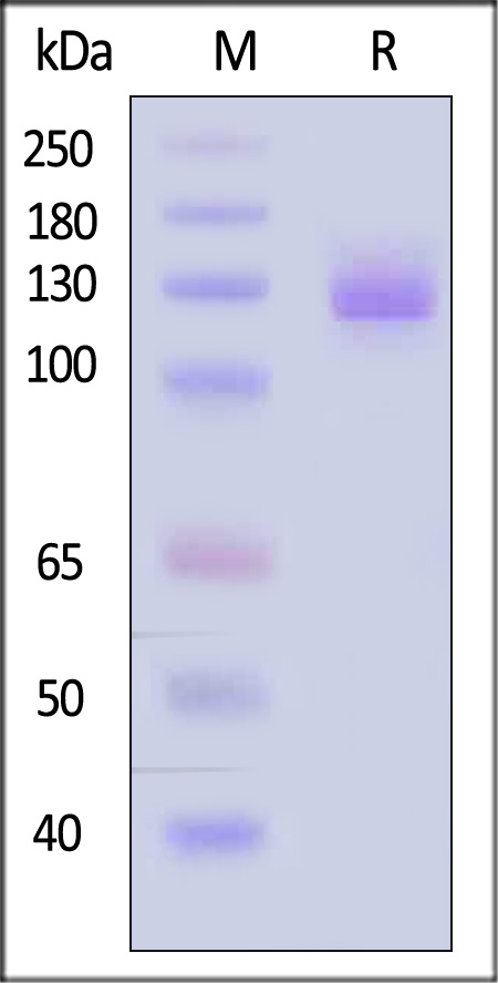 VCAM-1 SDS-PAGE