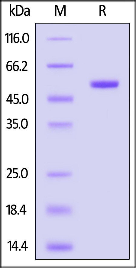 Gn protein SDS-PAGE