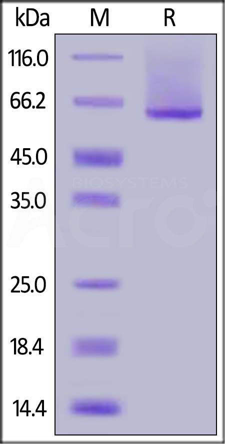 Glypican 1 SDS-PAGE