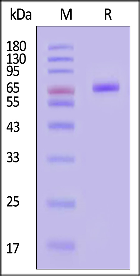 Glypican 1 SDS-PAGE