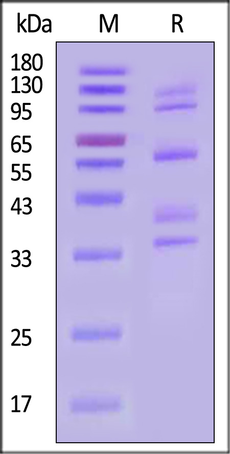 Glypican 2 SDS-PAGE