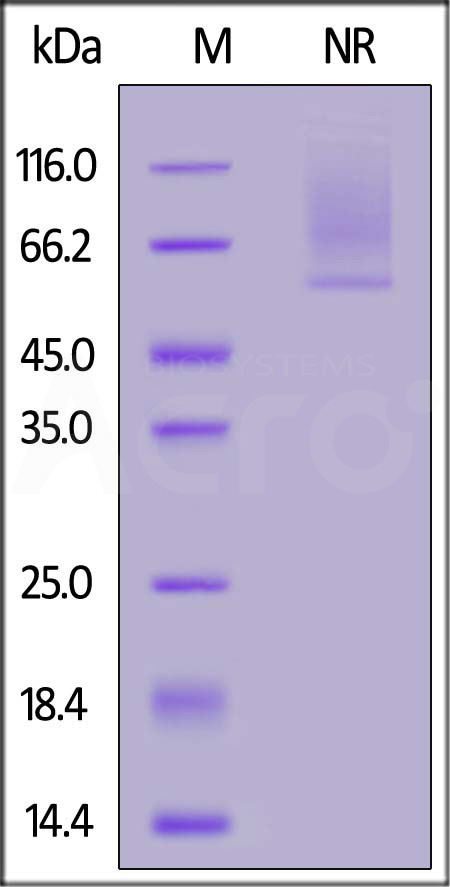 Glypican 2 SDS-PAGE