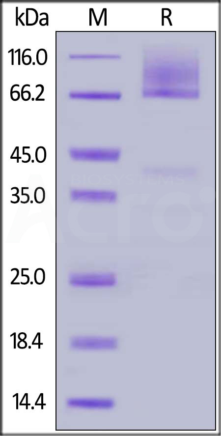 Glypican 3 SDS-PAGE