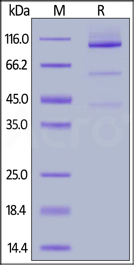 Glypican 3 SDS-PAGE