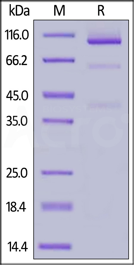 Glypican 3 SDS-PAGE