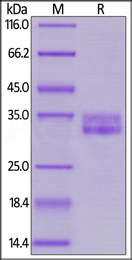 GP3-H5224-sds