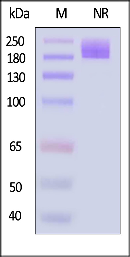 Glypican 3 SDS-PAGE