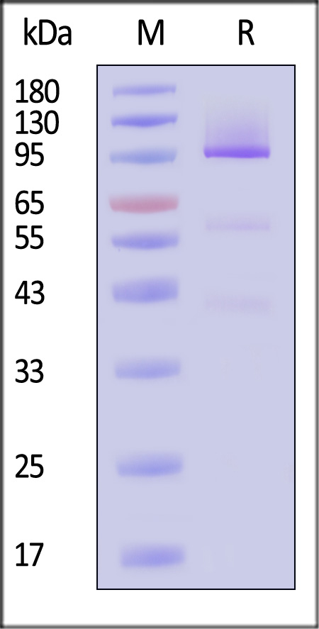 Glypican 3 SDS-PAGE