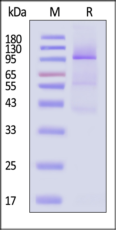 Glypican 3 SDS-PAGE