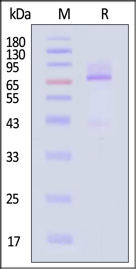 Glypican 3 SDS-PAGE