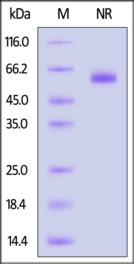 GP4-H52H3-sds