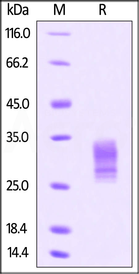 GR1-H52H3-sds