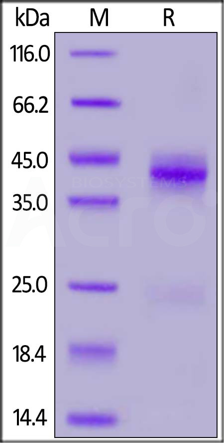 CTGF SDS-PAGE