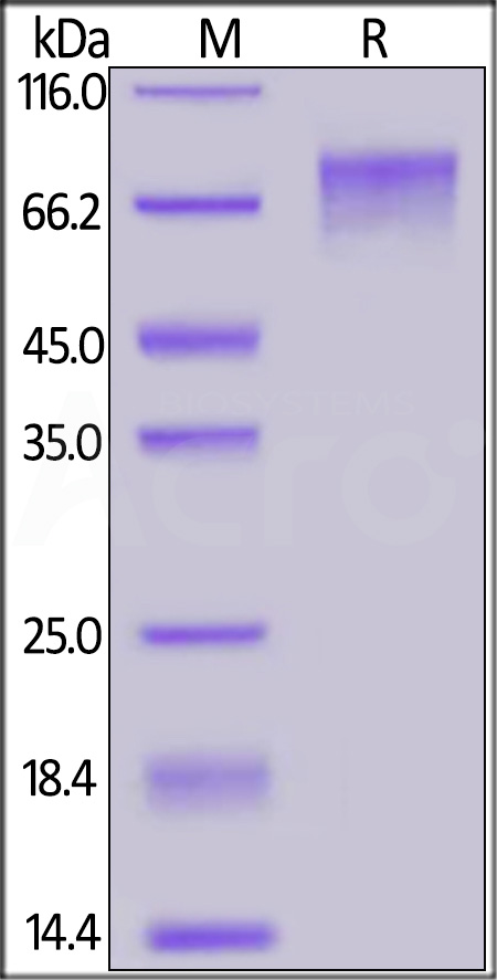 GUC-C52H6-sds