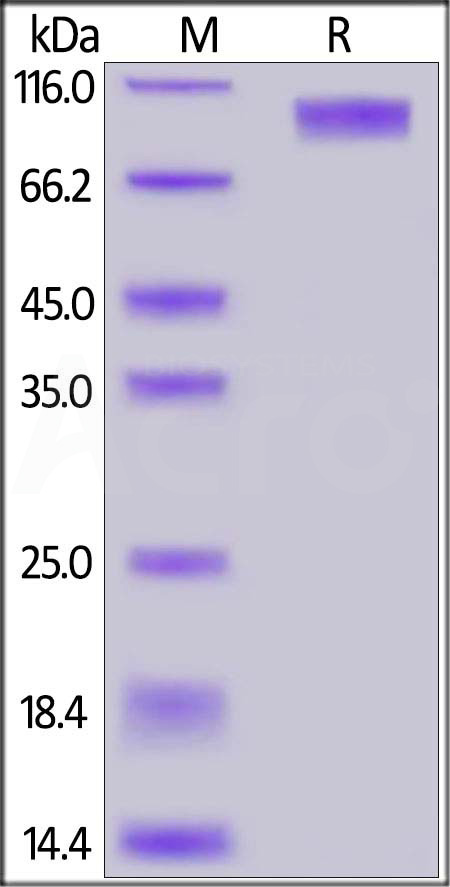 GUC-M5254-sds