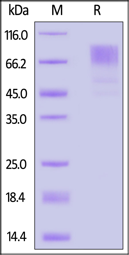 GUC-M52E5-sds