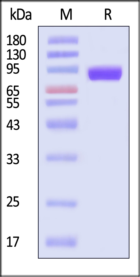 H32-V52H5-sds