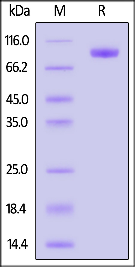 Hemagglutinin (HA) SDS-PAGE