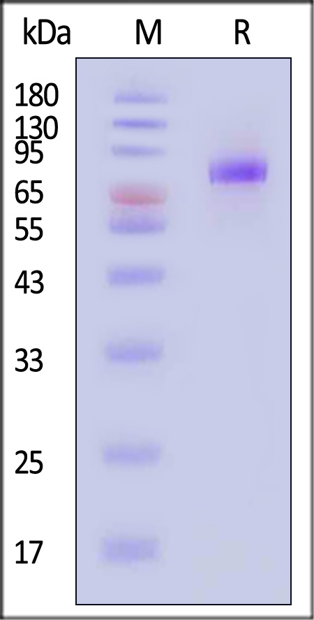 Hemagglutinin (HA) SDS-PAGE