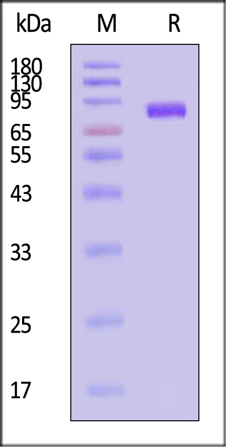 HA1-V52H8-sds