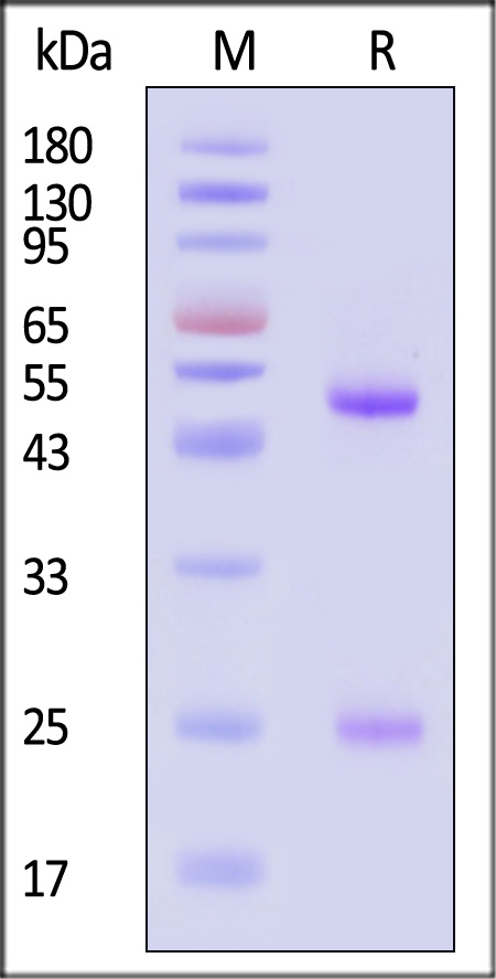 HA1-Y159-sds