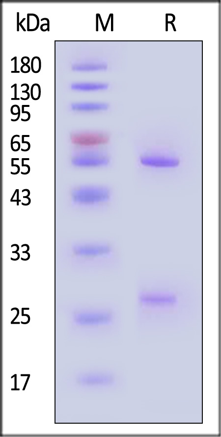 Hemagglutinin (HA) SDS-PAGE