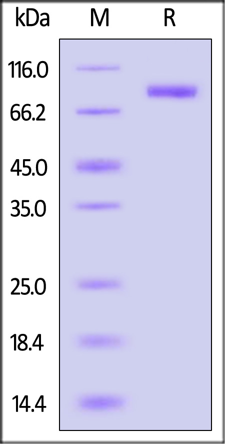 HA2-V52H6-sds