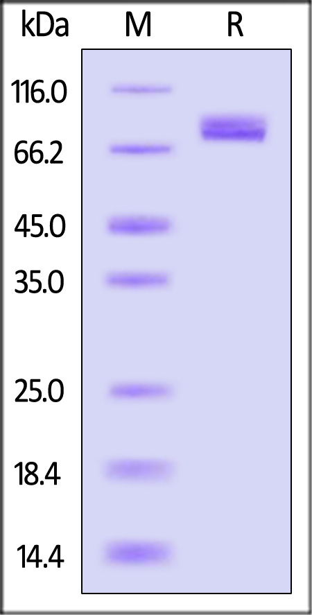 Hemagglutinin (HA) SDS-PAGE