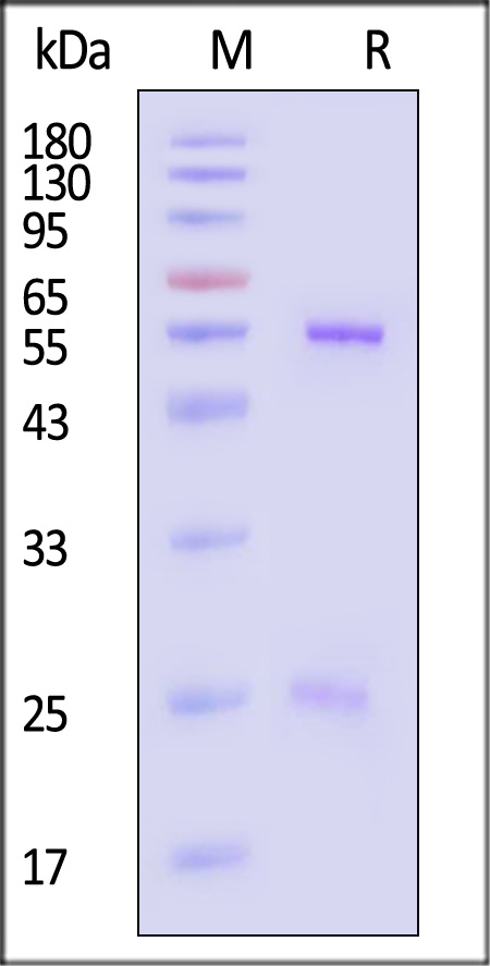 HA2-Y181-sds