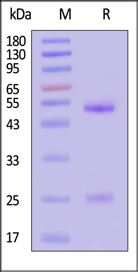 Hemagglutinin (HA) SDS-PAGE