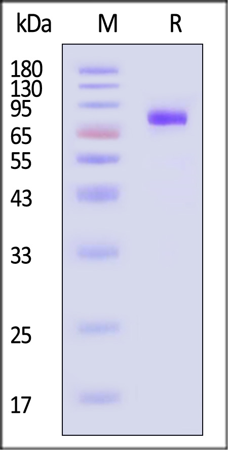 Hemagglutinin (HA) SDS-PAGE