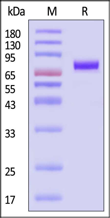 Hemagglutinin (HA) SDS-PAGE