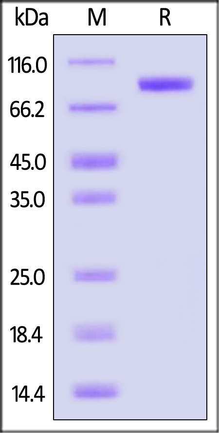 Hemagglutinin (HA) SDS-PAGE