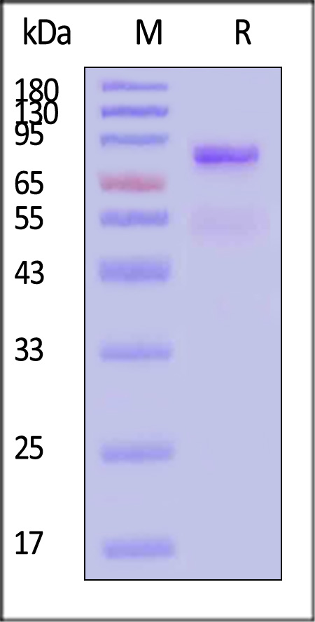 Hemagglutinin (HA) SDS-PAGE